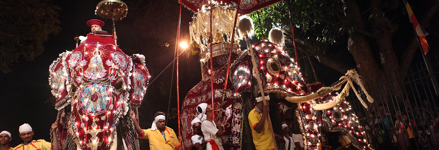 Sri Lanka Kandy Perahera tusker on the pageant