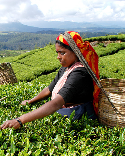 Sri Lanka hill country Nuwara Eliya tea pluckers